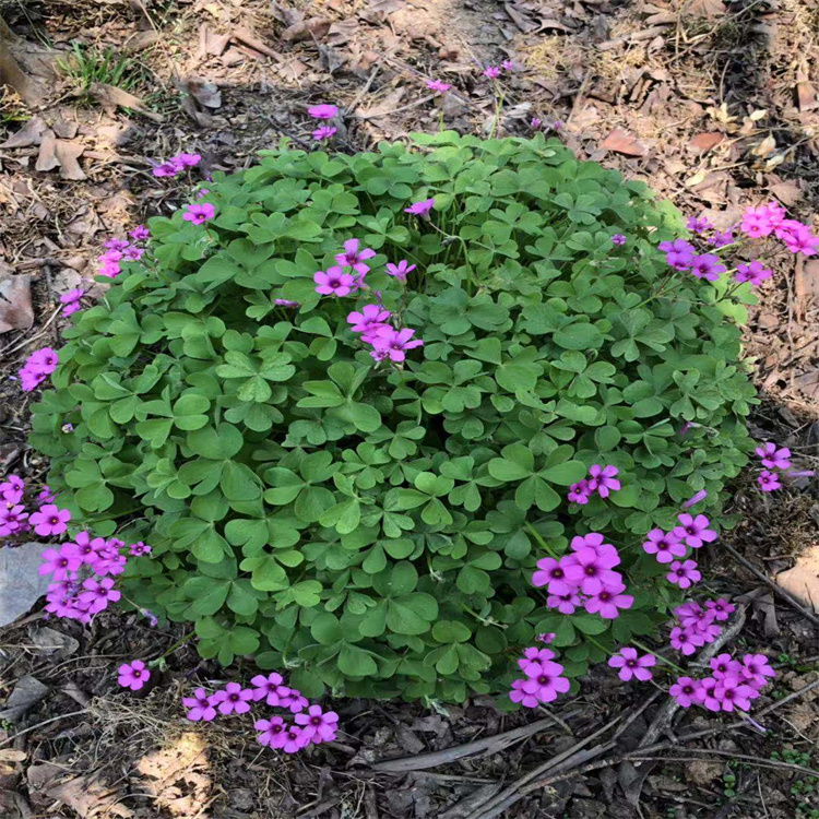 苏北红花酢酱草基地酢浆草紫叶榨浆草批发啦