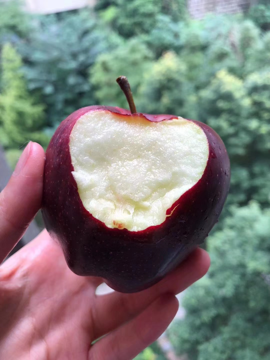 苹果树苗 华红苹果树苗批发 红色之爱苹果树苗批发 蜜脆苹果苗批发