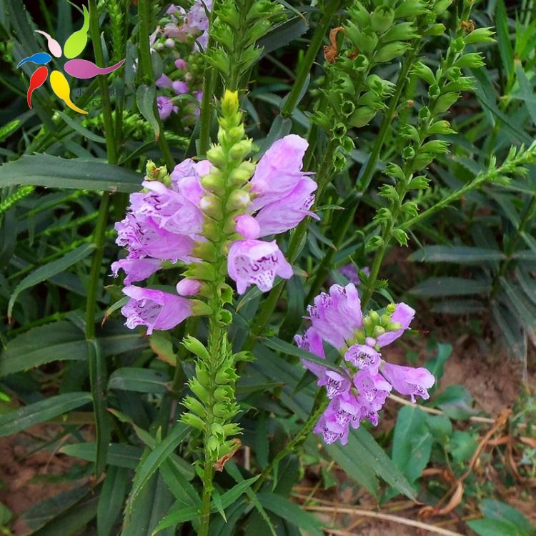 假龙头行情假龙头小苗批发假龙头小苗基地培育