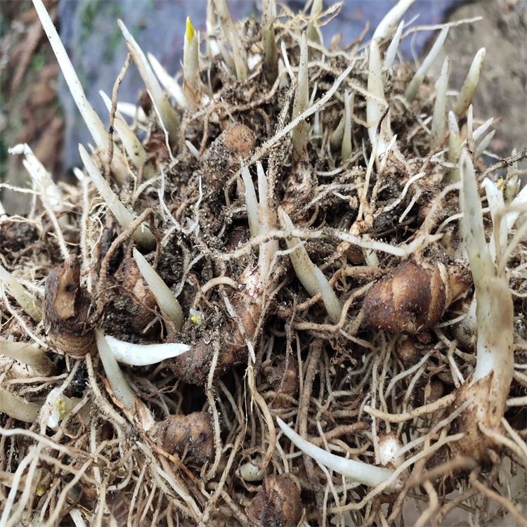 白芨种子怎么种才发芽(未来10大暴利药材种植)