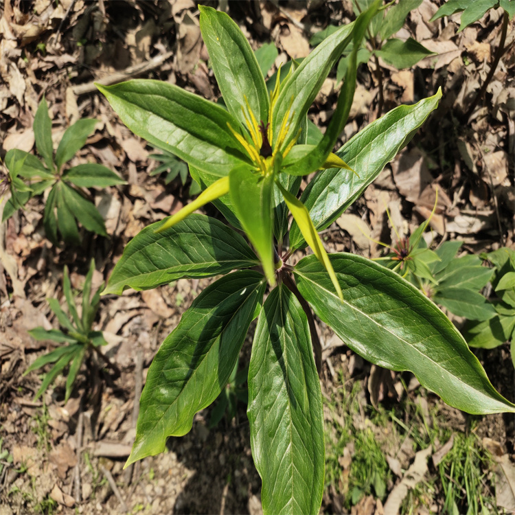 河南漯河七葉一枝花對土壤要求黃精百部怎麼種植