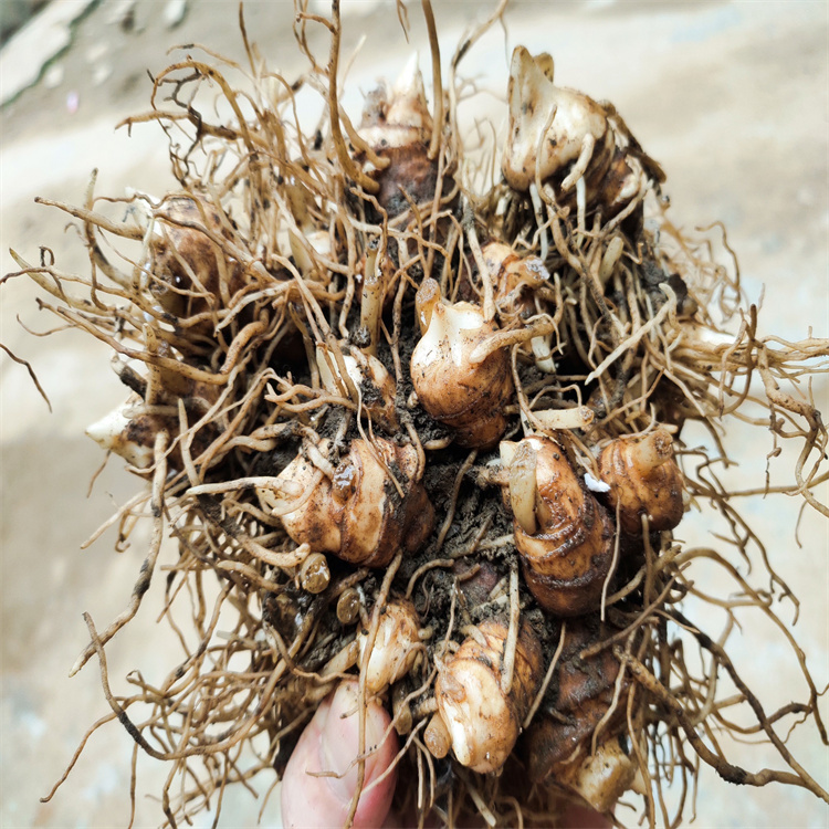 廣西桂林重樓的功效作用白芨種植經濟效益免費學習