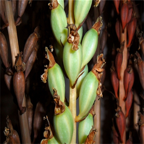 中黄1335363740高产稳产大豆黄豆豆种