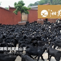 湘美黑山羊养殖技术，正确把握配种时间是实现高效繁殖的关键