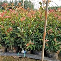 红叶石楠大桶苗50-60至70公分高与冠幅均有货 四季常青