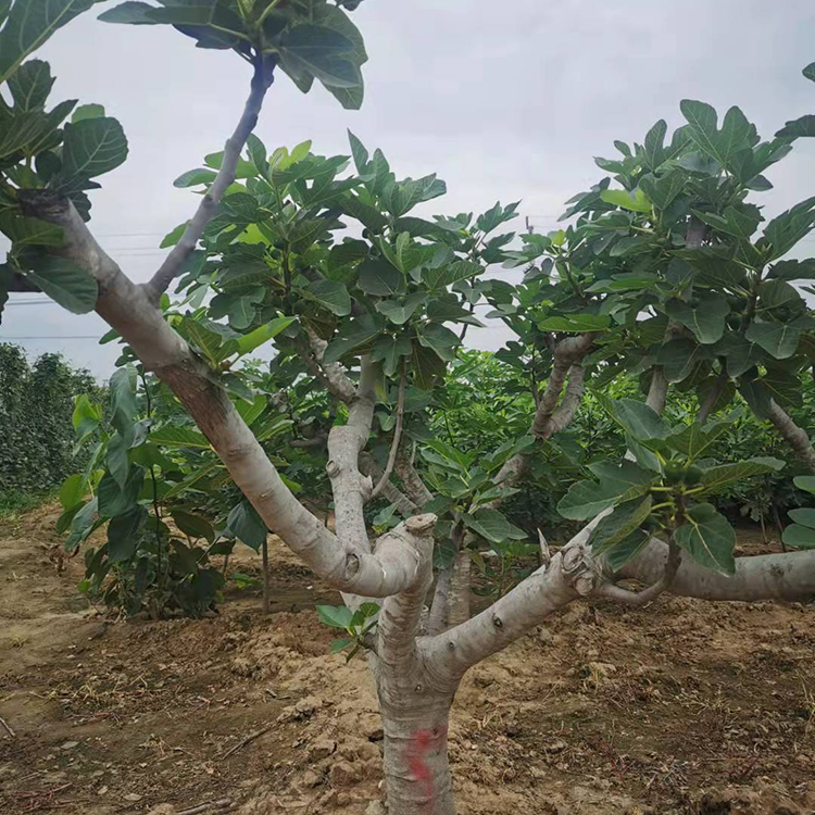 布兰瑞克无花果苗当年结果 1年无花果苗 保湿发货