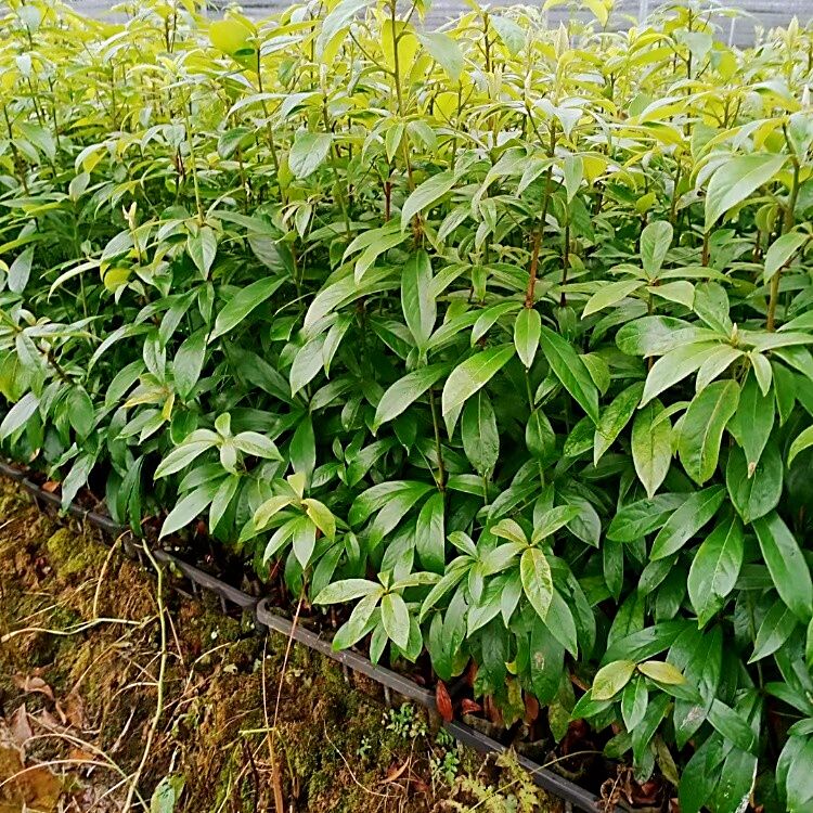 楠木袋苗桢楠杯苗h60公分金丝楠苗木供应