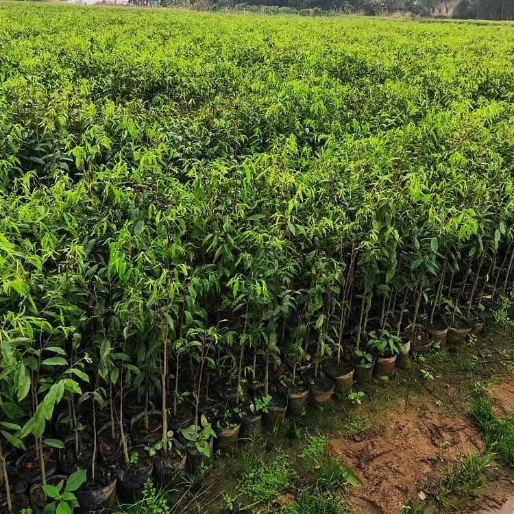 常年供应1到5公分沉香苗木沉香苗种子农户自育