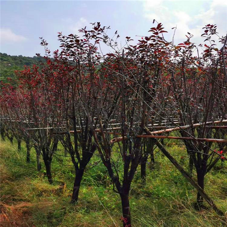云南大量批发红叶李 丛生红叶李树
