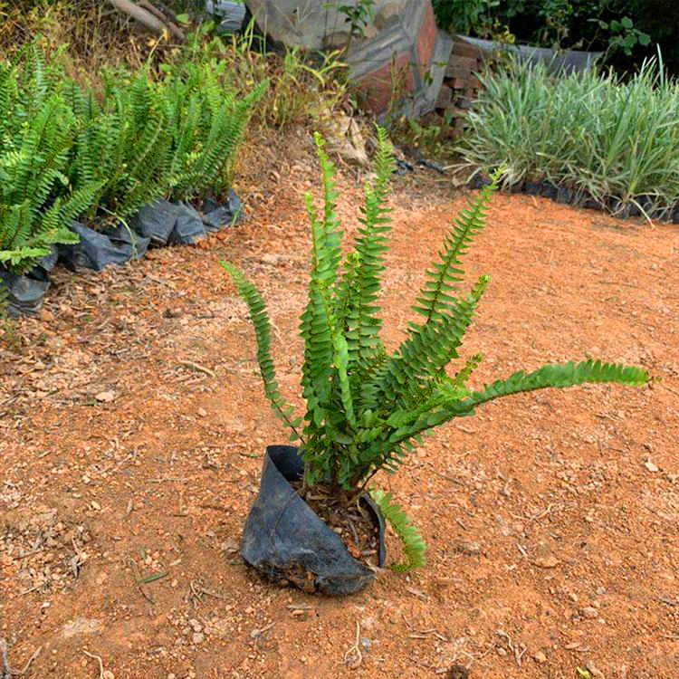 江西大量批发肾蕨袋苗排骨草小苗