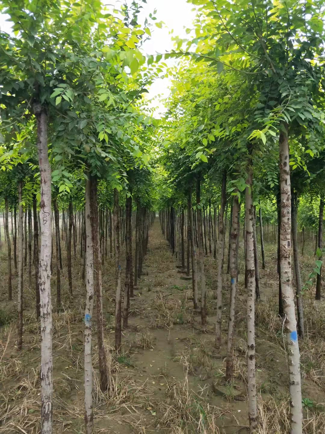 3公分榆树价格,红叶杨基地,3公分红叶杨根系发达