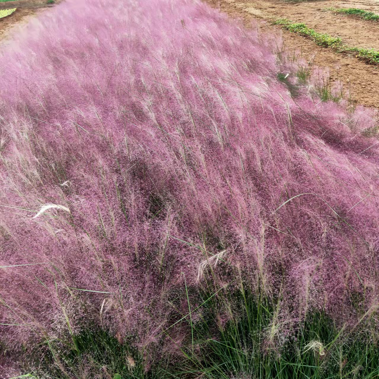 粉黛亂子草小苗花期911月旅遊景點觀賞亂子草