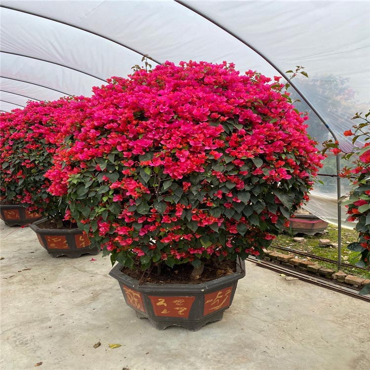 大红三角梅球玫瑰红三角梅球勒杜鹃球基地批发