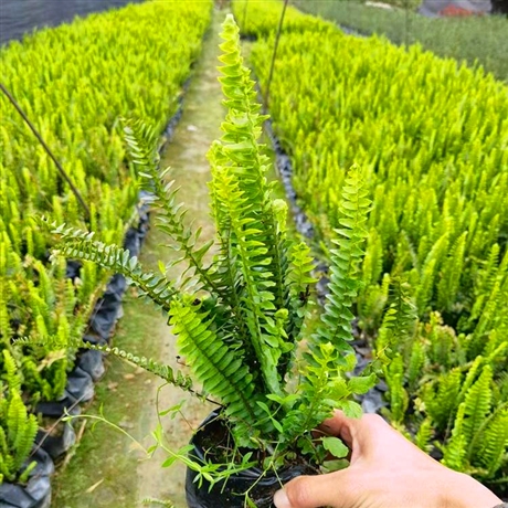 湖北肾蕨地苗大量出售排骨草地被苗