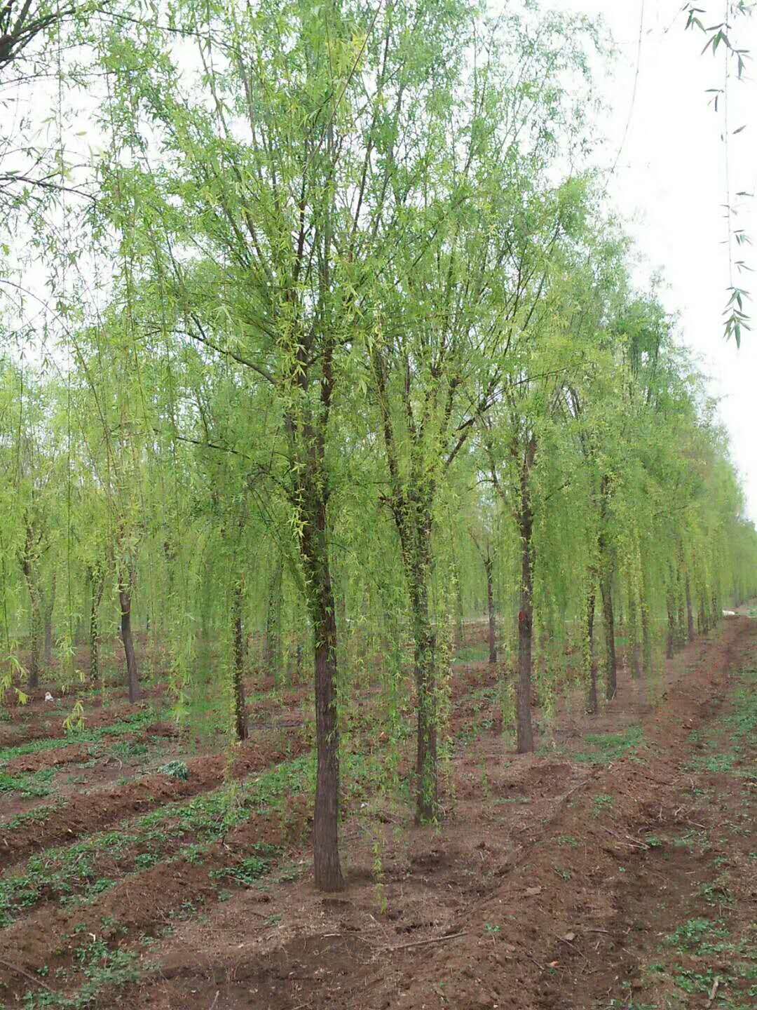 诺千金基地直发 垂柳树苗 绿篱行道点缀四季常青 量大从优