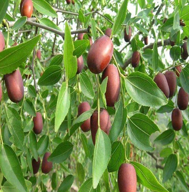 大青枣提供管理方法茶壶枣诚信经营