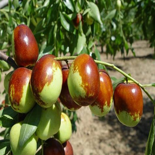 千年枣技术指导骏枣高产丰收