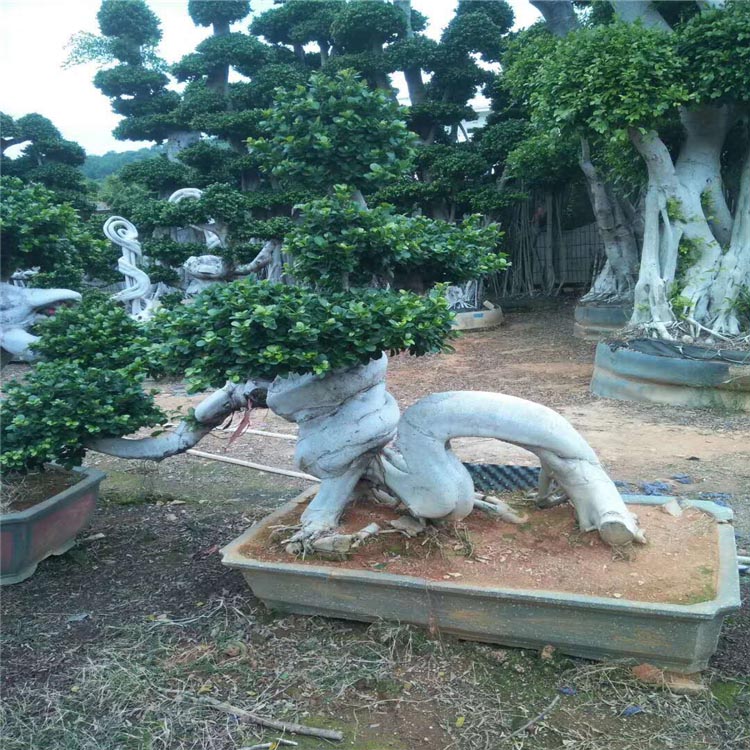 批发s弯组合盆景s弯榕树怪根小叶榕组合盆景树桩榕树盆景