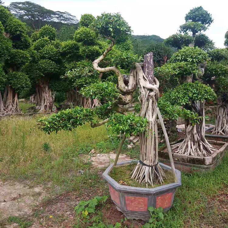 批发s弯组合盆景s弯榕树怪根小叶榕组合盆景树桩榕树盆景