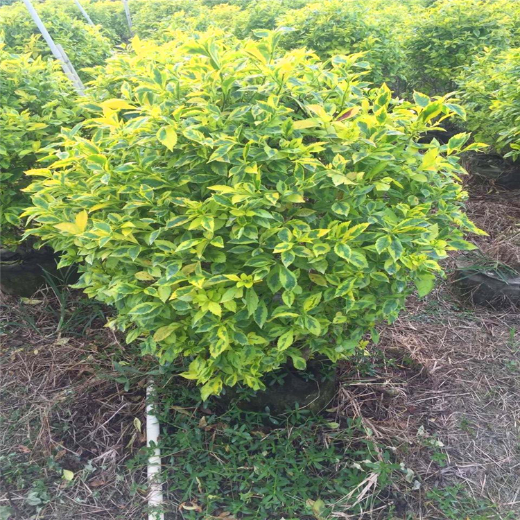 湖北绿化金边假连翘苗花边连翘苗价格各种规格齐全工程公园