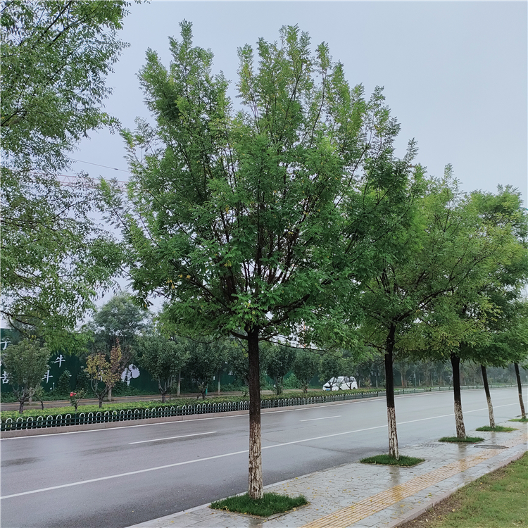 景观绿化国槐15公分移栽国槐树工程绿化25公分国槐长期直供