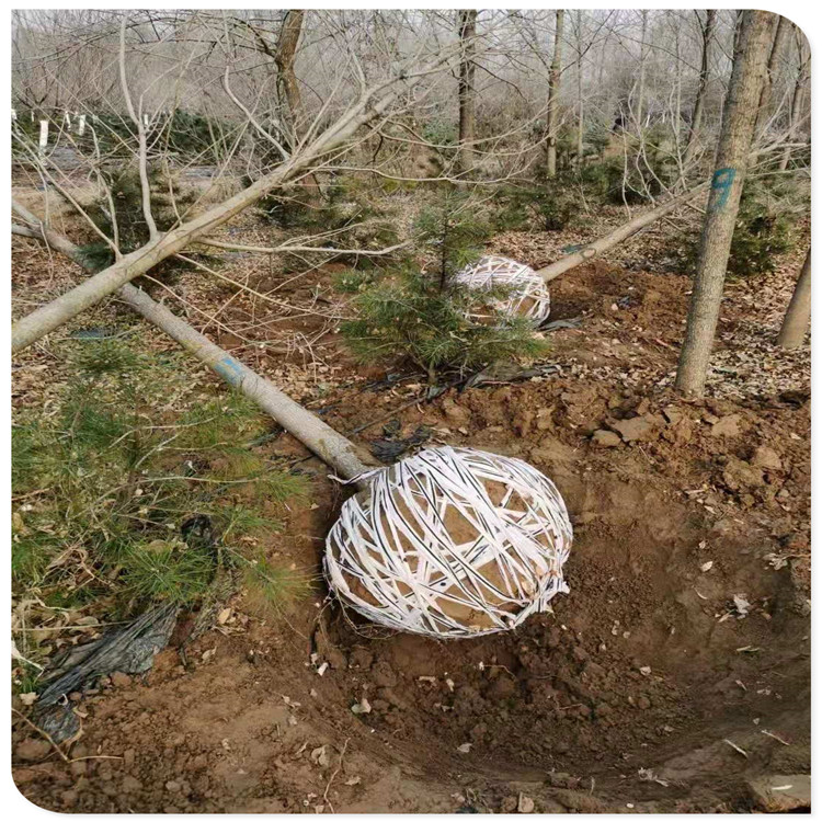 山東吉林纏樹球土球布條，批發(fā)大量布條