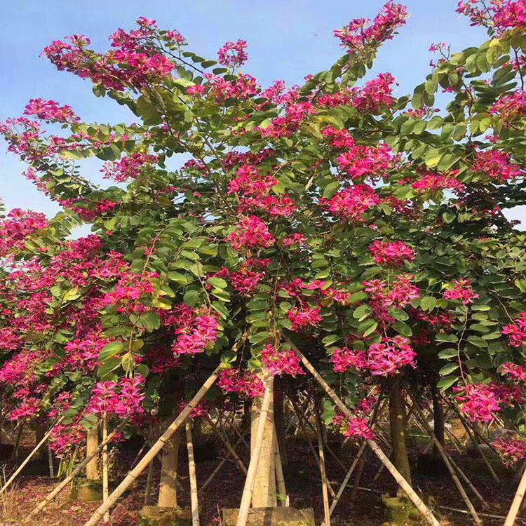 安徽洋紫荆假植苗羊蹄甲地苗产地供应量大从优