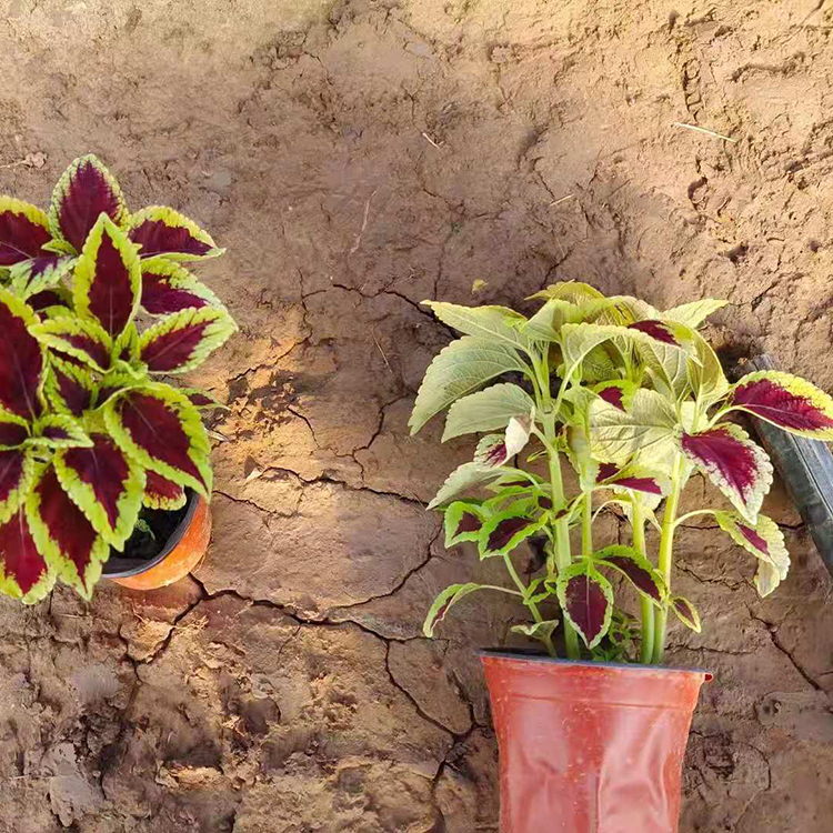 园林工程绿化苗彩叶草佳浩苗木彩叶草小苗批发