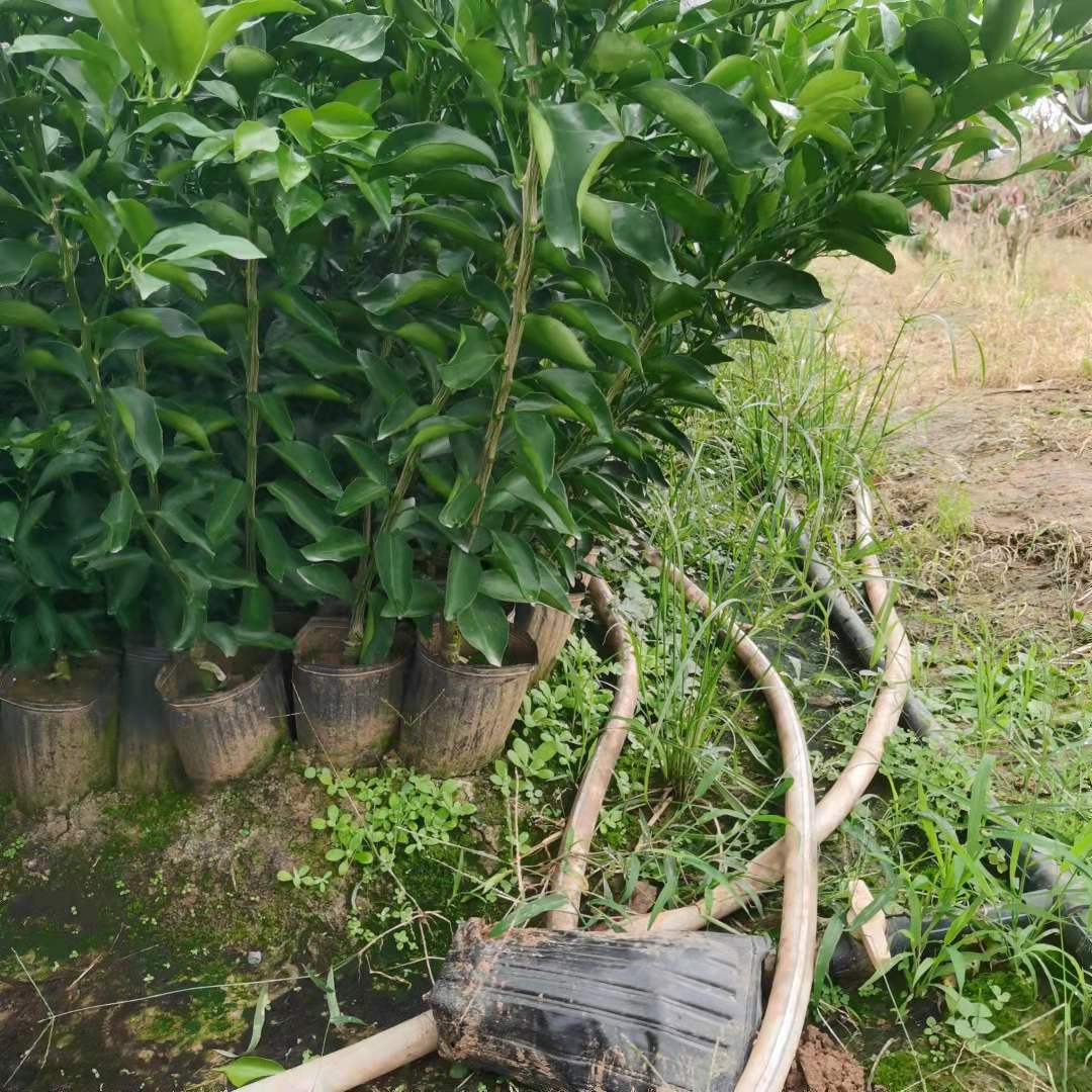 湖北地区可以种植春见苗吗冬天(湖北地区可以种植春见苗吗冬天开花吗)