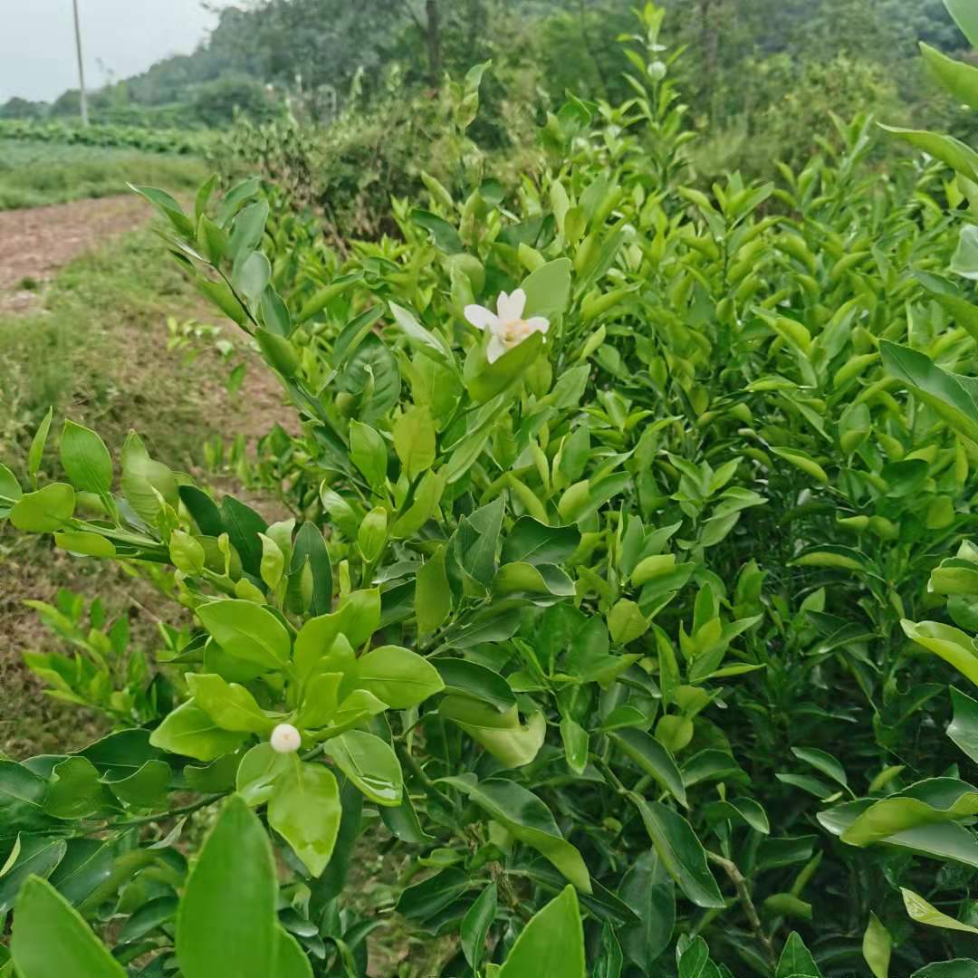 四川丑柑苗基地丑柑苗价格丑八怪柑橘苗基地凸顶柑丑橘苗