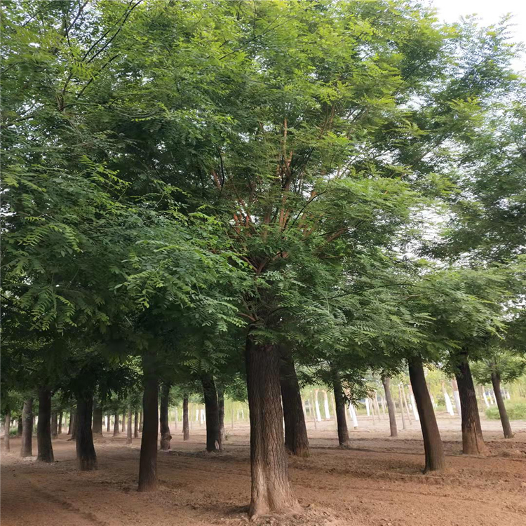 绿林国槐移植国槐树发冒国槐原生大冠幅国槐遮阴行道树