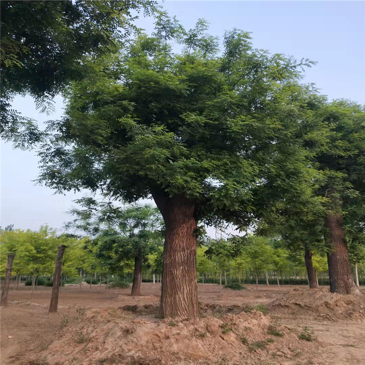 槐树价格下滑8公分国槐10公分国槐出售国槐销售合理树干粗壮有力