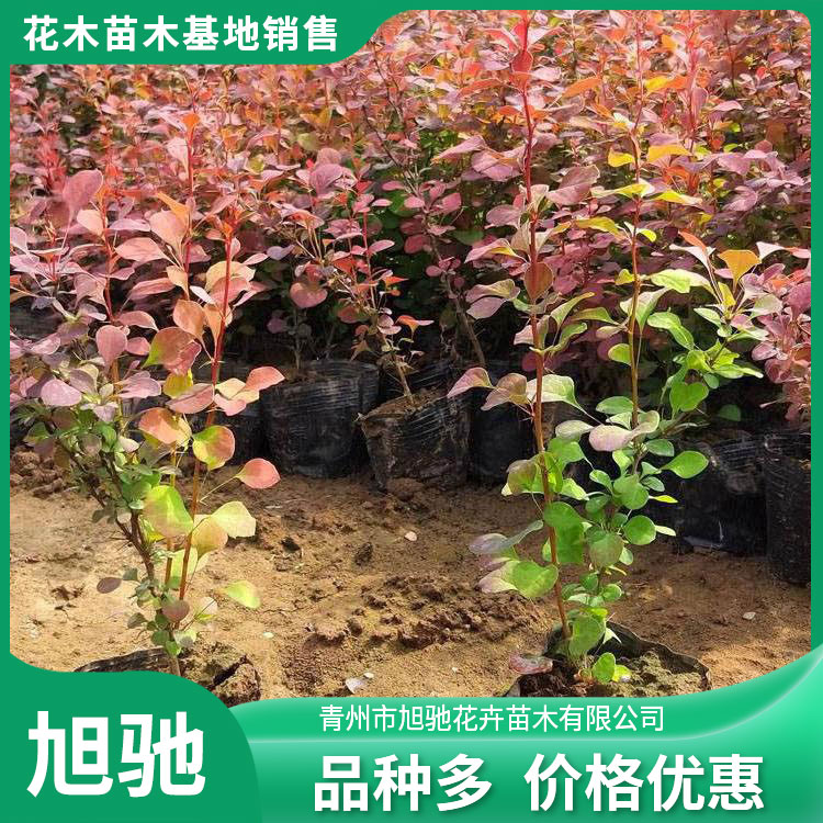 道路绿化工程苗 红叶小檗 色彩艳丽美观 耐寒观叶植物