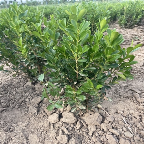 鹤壁批发小叶黄杨高度30瓜子黄杨庭院绿化苗木