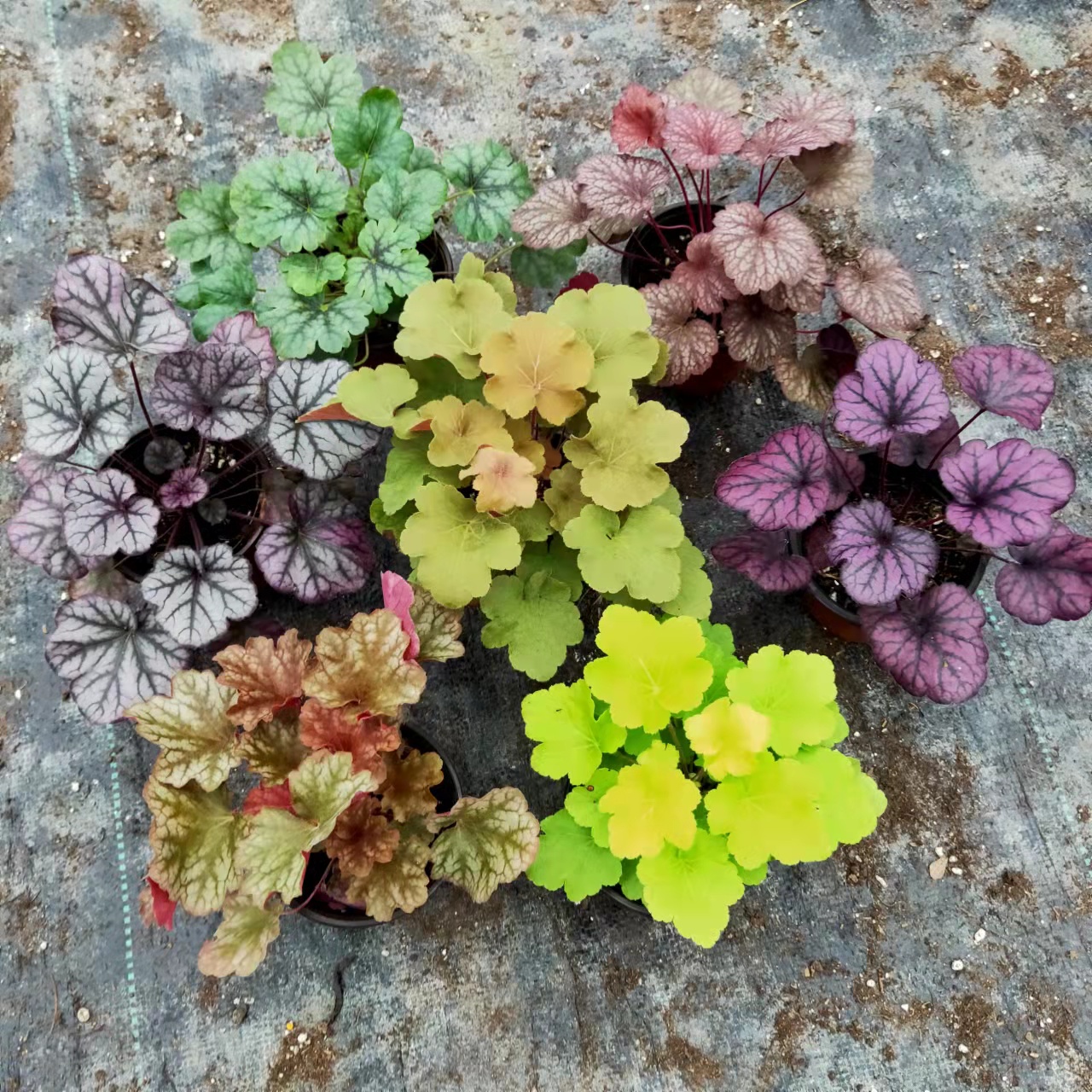 多年生耐寒观叶矾根用作镶边肾形草多色矾根图片