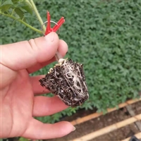 嫁接番茄苗廠 大粉番茄苗基地