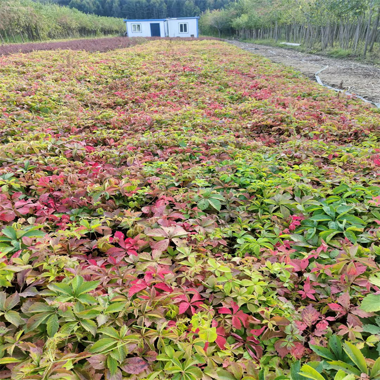 瀋陽五葉地錦苗庭院綠化地錦苗源頭廠家供貨