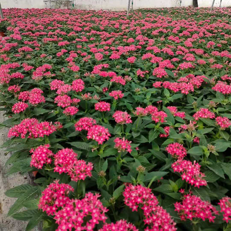 五星花采购商佳浩苗木繁星花小苗大量供应