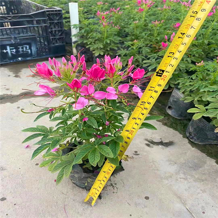 花海工程绿化用醉蝶花苗醉蝶花苗批发地被花卉植物醉蝶花袋苗欢迎咨询