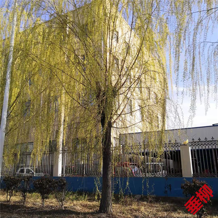金秋银秋季出售河边绿化柳树418公分西湖垂柳树形优美大垂柳价格冠幅