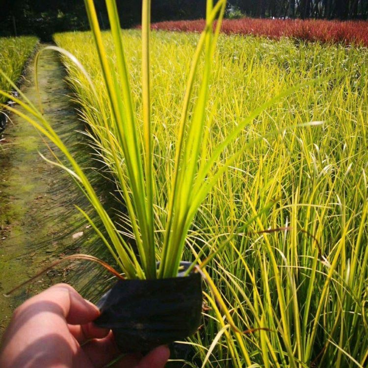 基地大量出售金葉菖蒲金葉石菖蒲大量供應各種水生植物