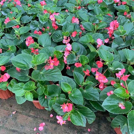 加拿利海枣树苗批发加拿利海枣移植苗加那利海枣假植苗苗圃直供