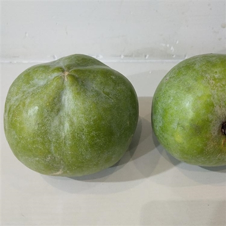 新品种白柿冰淇淋果苗白柿子树嫁接苗南北方庭院盆栽果树苗