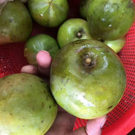 新品种白柿冰淇淋果苗白柿子树嫁接苗南北方庭院盆栽果树苗