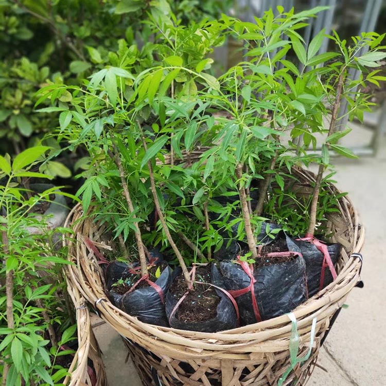 青橄榄树实生苗白橄榄苗山橄榄盆苗太平洋橄榄美植袋苗