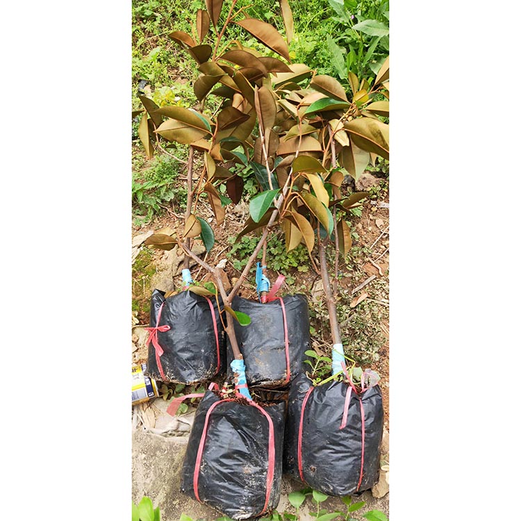 牛奶果苗嫁接苗 越南牛奶果实生苗 牛奶果树幼苗 四季结果