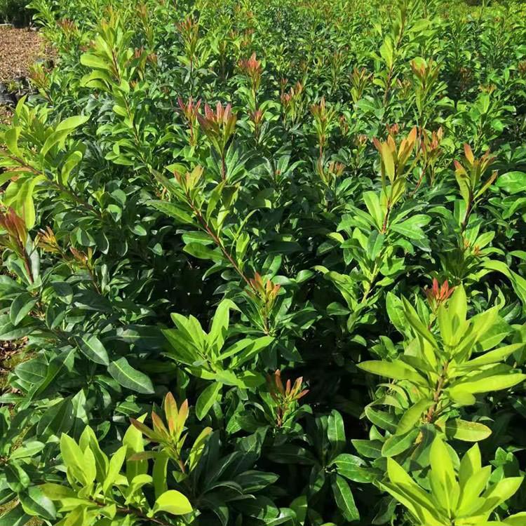 大果东魁杨梅树小苗 东魁杨梅扦插苗 青蒂头大梅