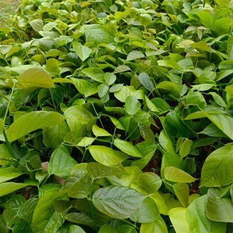 12年鸡血藤苗木昊天园林鸡血藤营养杯苗供应