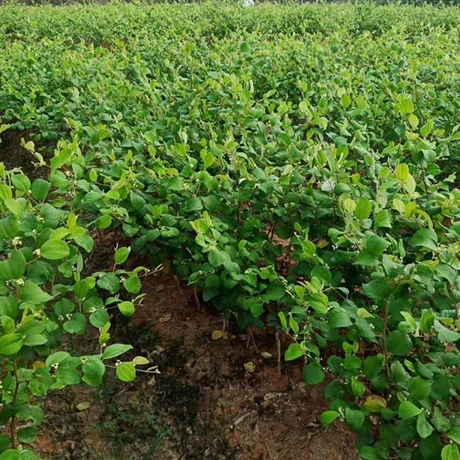 苗圃基地批发台湾青枣树苗台湾大青枣苗台湾大青枣扦插苗