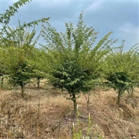 鸡爪槭基地5-6-7-8公分均有货 树形好 公分足 雨翔苗木